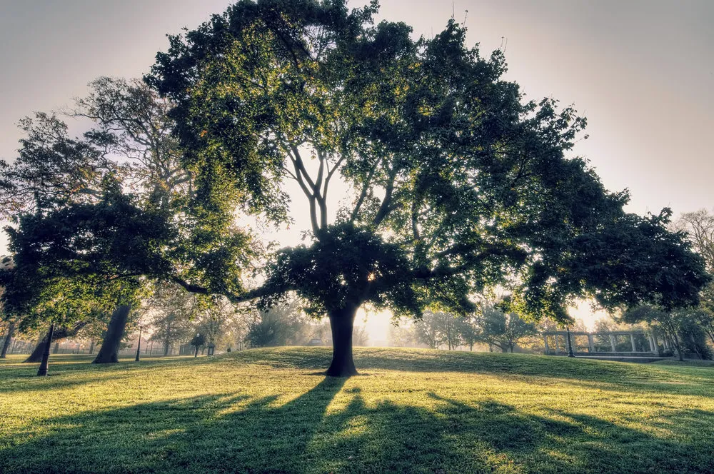 A broad tree in full leaf on a sunlit lawn, backlit by morning light.