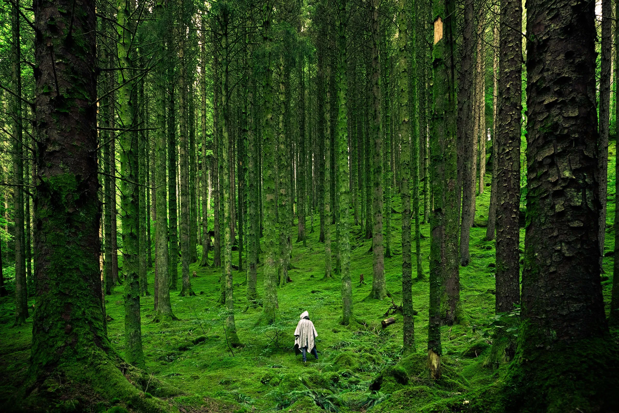 A lone figure in a pale poncho walking through a mossy evergreen forest.